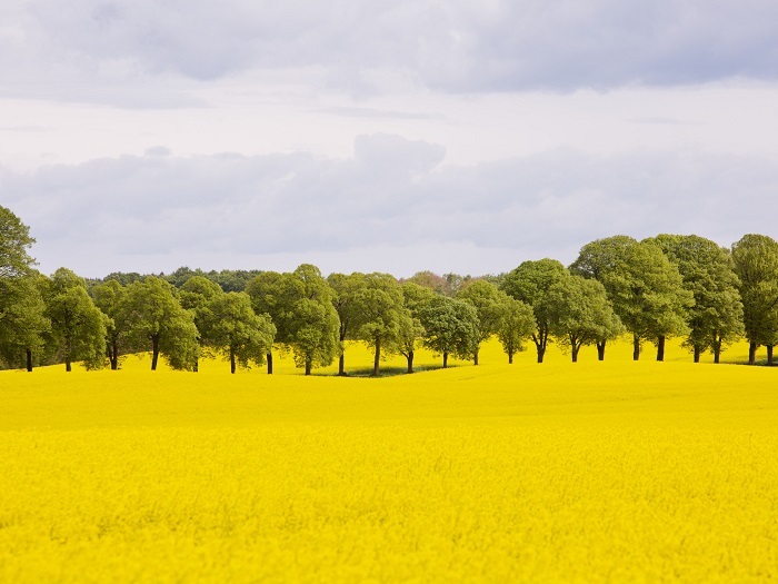 スウェーデン・エステルヨートランド県セミナー- イノベーションと手織技術